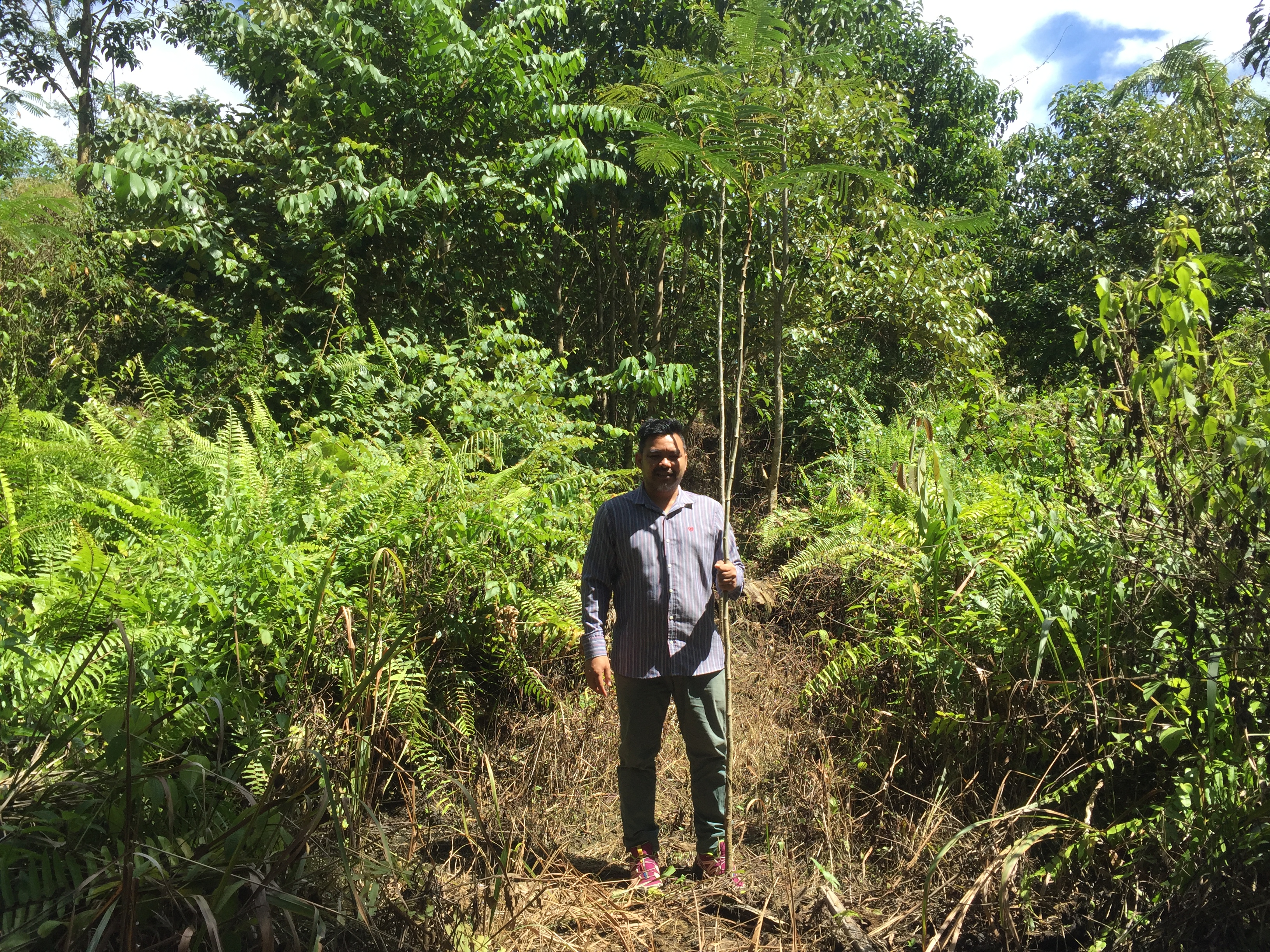 Maintenance of planted seedlings (5)